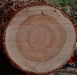 A tight grain pattern